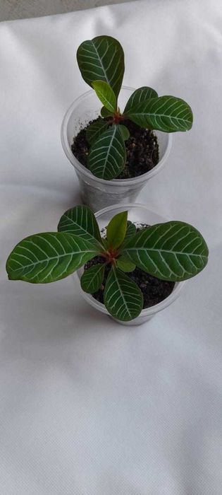 Квіти та рослини коланхоє та інші