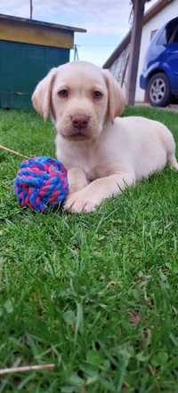 Labrador biszkoptowy pies