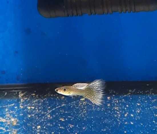 Guppys machos sortidos