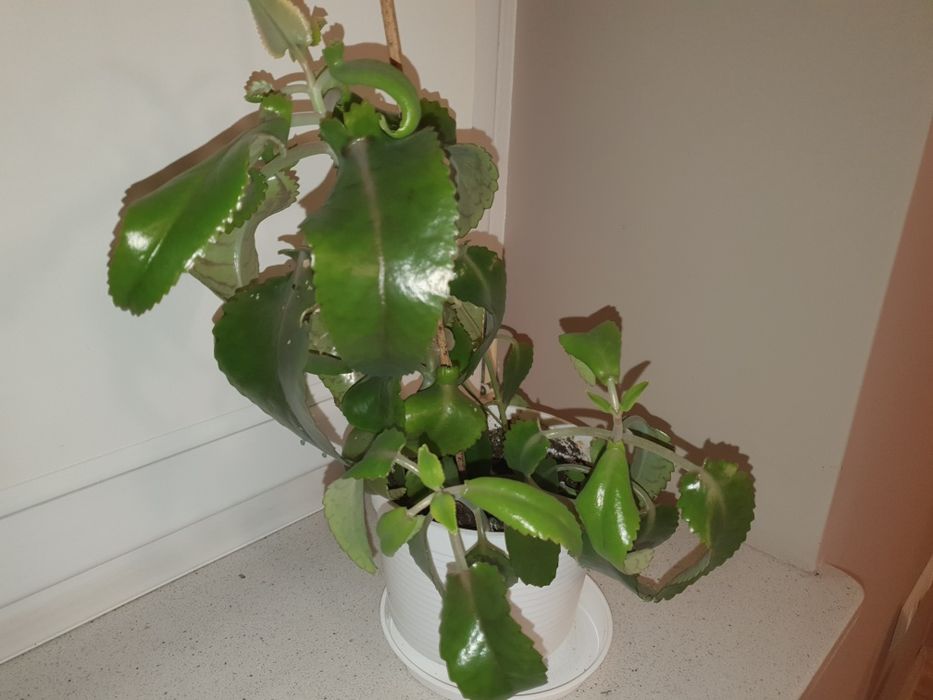 Sadzonki żyworódka 2 szt.