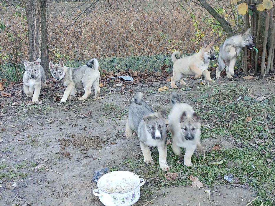 łajki zachodniosyberyjskie  szczeniaki