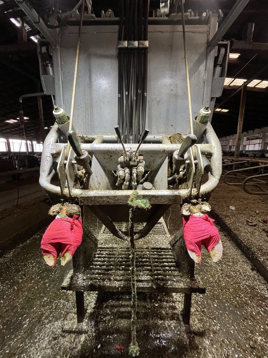 HoofCare korekcja racic u bydła