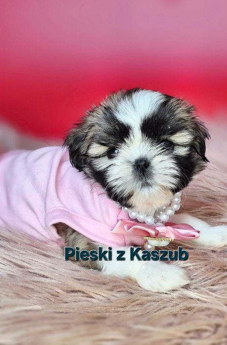 Shih-tzu Ost.Dziewczynka Rezerwacji typ Amerykańsko-Europejski
