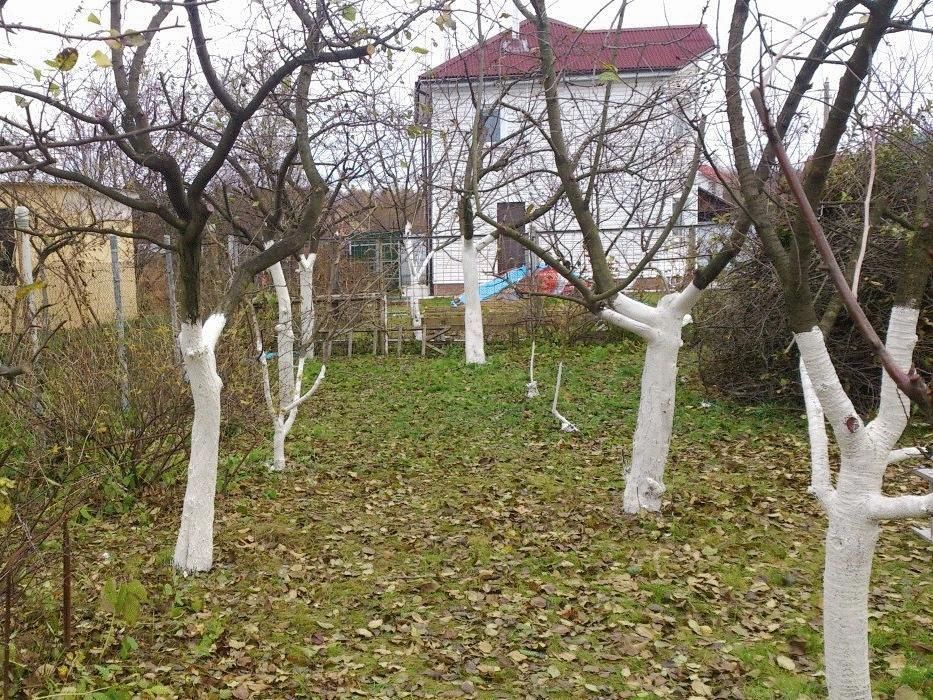 Обрезка сада, обрезка фруктовых деревьев для улучшения плодоношения.