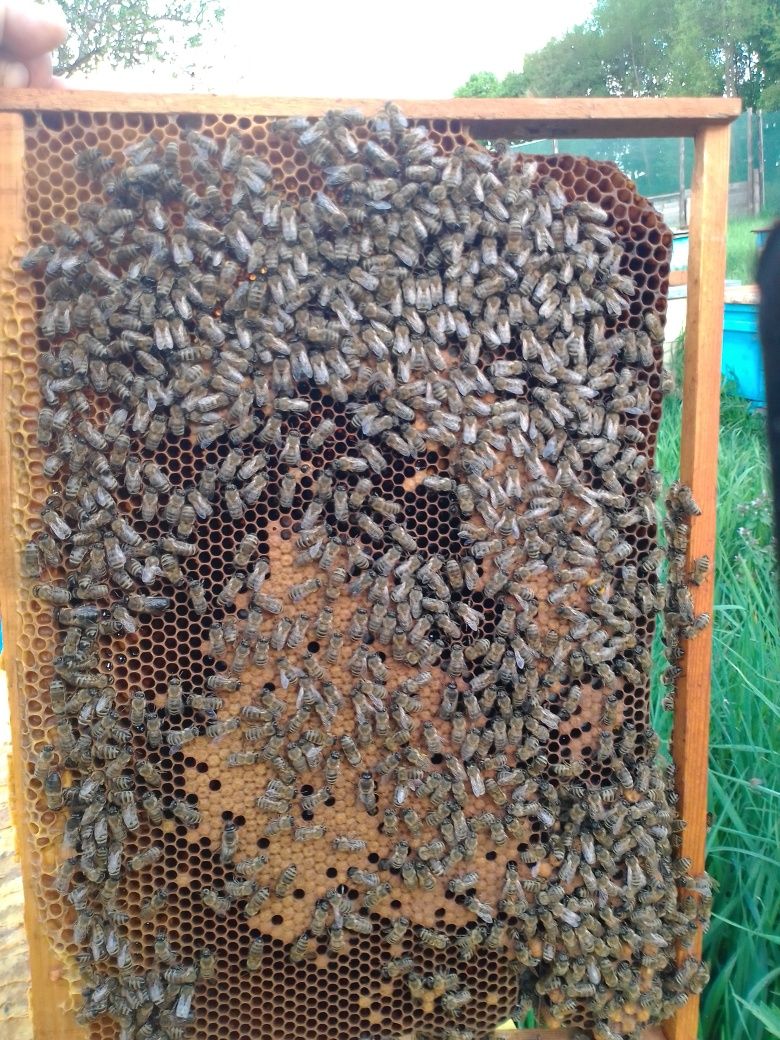 Пчелопакеты. Пчелы