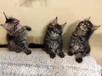Przepiękny kotek rasy Maine Coon