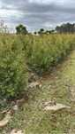 Tuja Thuja Brabant 180-200 cm
