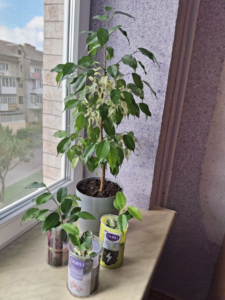 Фікуси Бенджаміна " Ельдорадо "