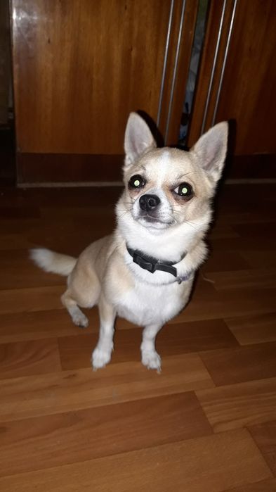 Вязка ждём свою возлюбленную чихуахуа