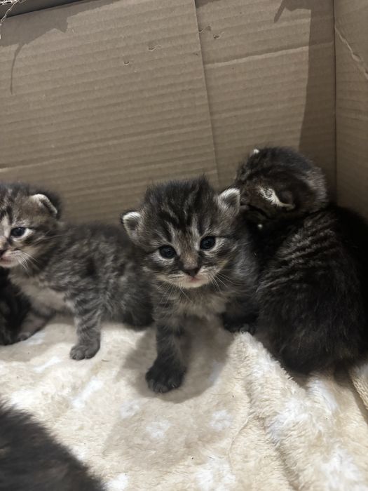 Oddam Kotki w dobre rece :)