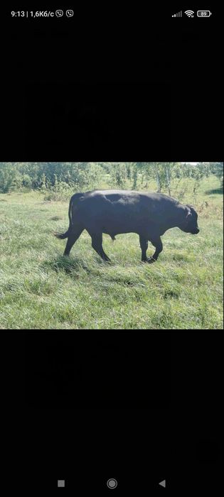 Продам 24 бики :