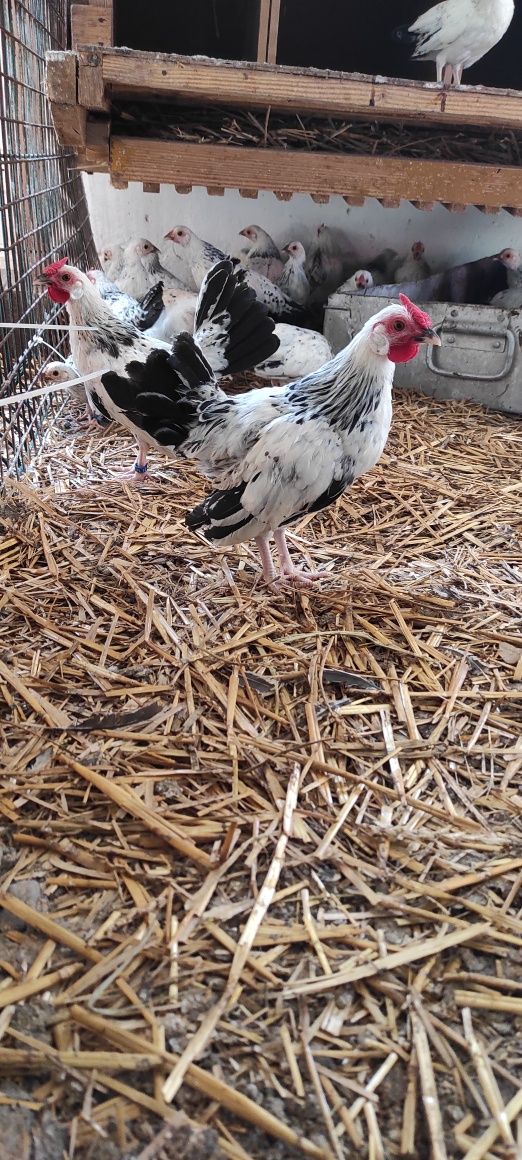 Liliputki.cwergi młode .bantamki