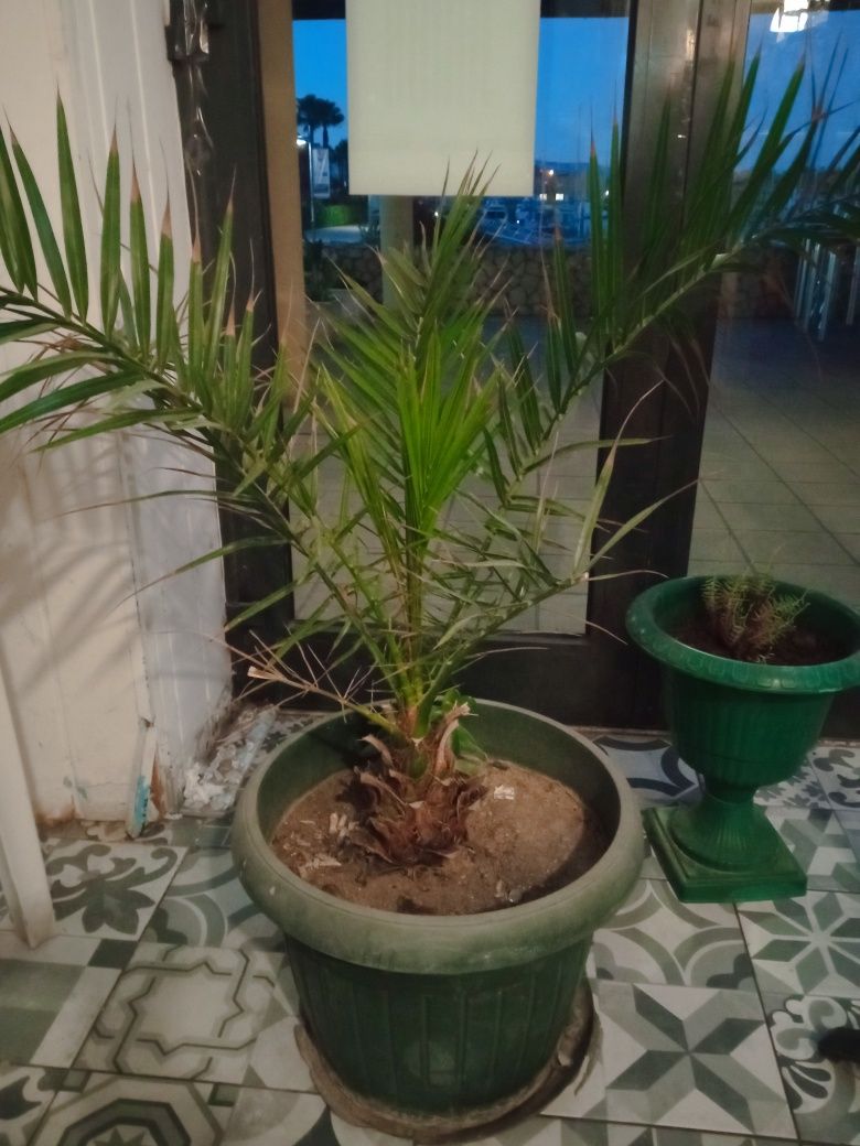 Vendo conjunto das plantas com vaso.