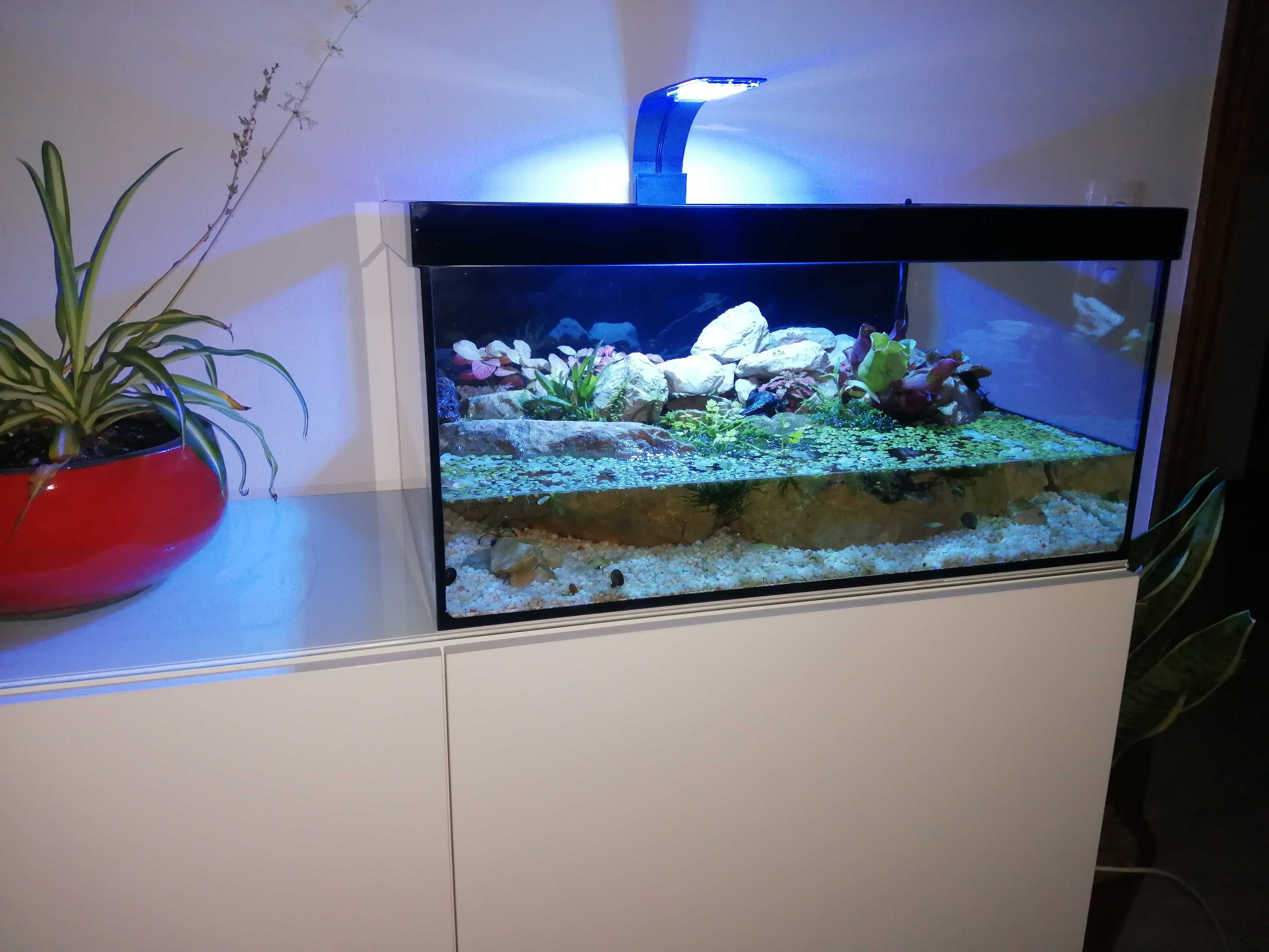 Aquario paludário terrario