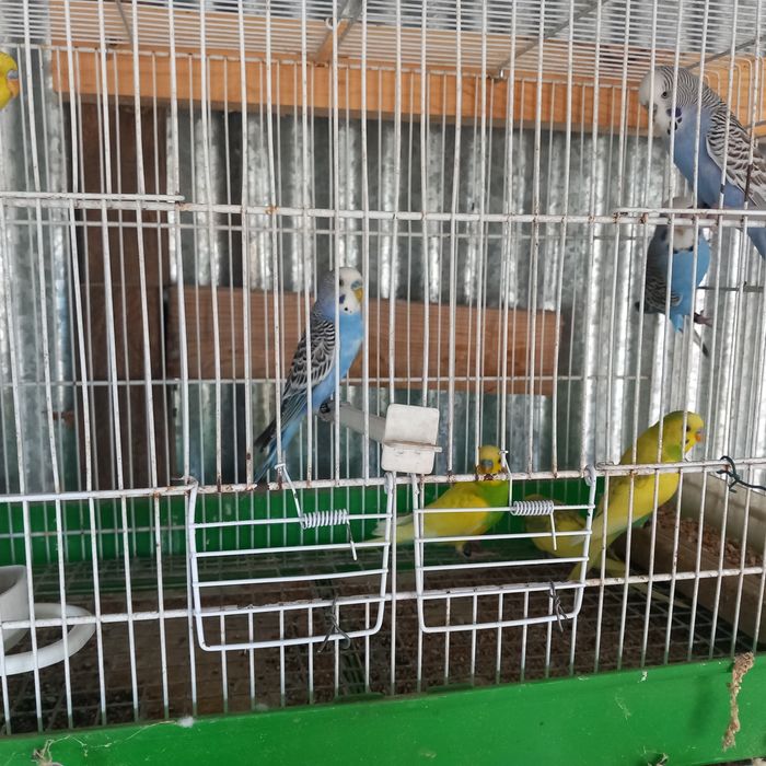 Vende-se piriquitos