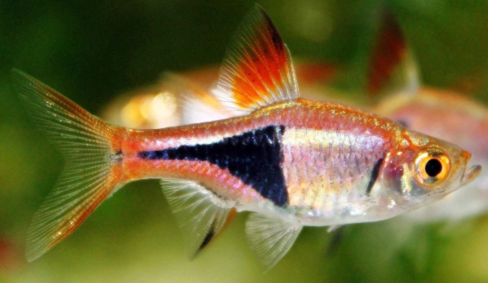 Razbora klinowa (Rasbora Heteromorpha)