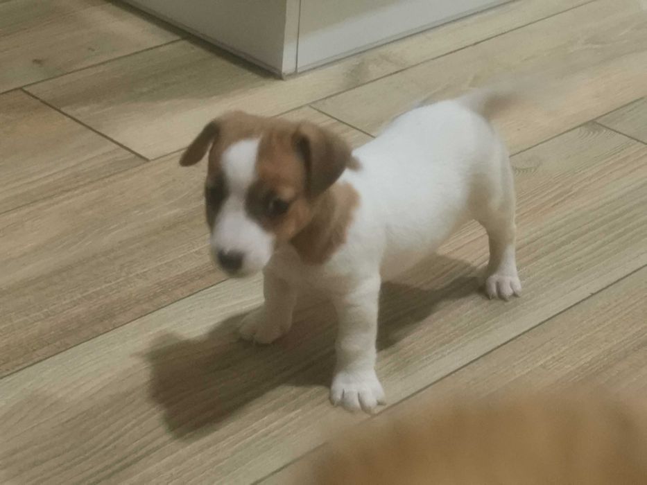 Jack Russell Terrier piesek