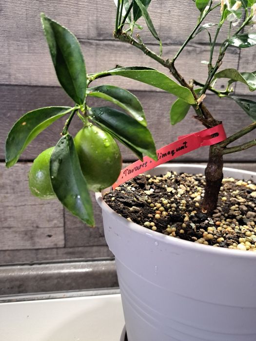 Лимон (лаймкват) "Таварес" з плодами