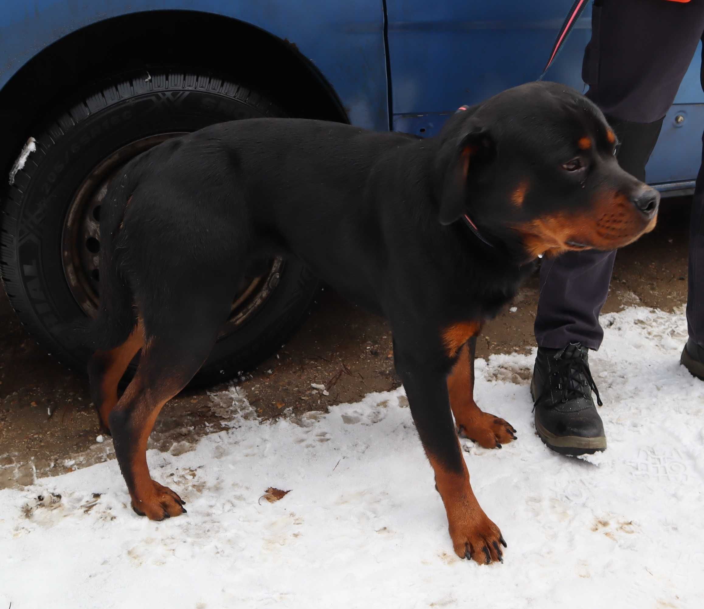 Nando w typie rottweilera - schronisko