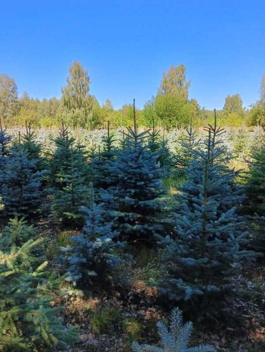 Choinki - świerk srebrny plantacja