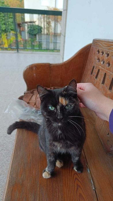 Três gatinhas para adoção responsável