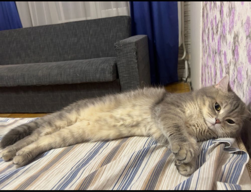 Вязка шотландский кот