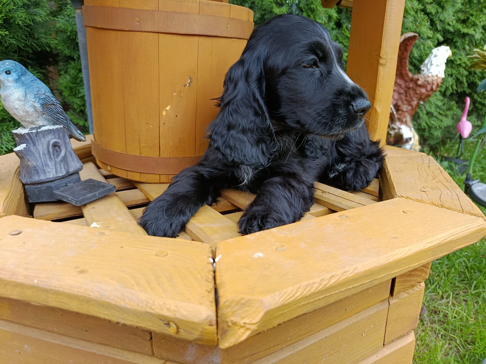 Cocker Spaniel angielski Piesek Rodowód