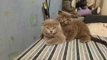 Кошенята Шотландські (Scottish fold)