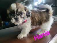 Shih tzu dziewynka