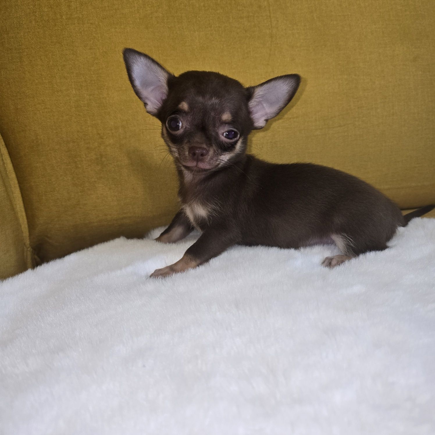 Juz do odbioru * Chihuahua samiec czekoladowy