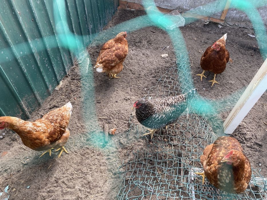#Vendo galinhas#