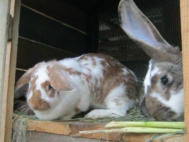 króliki żywe lub tuszki