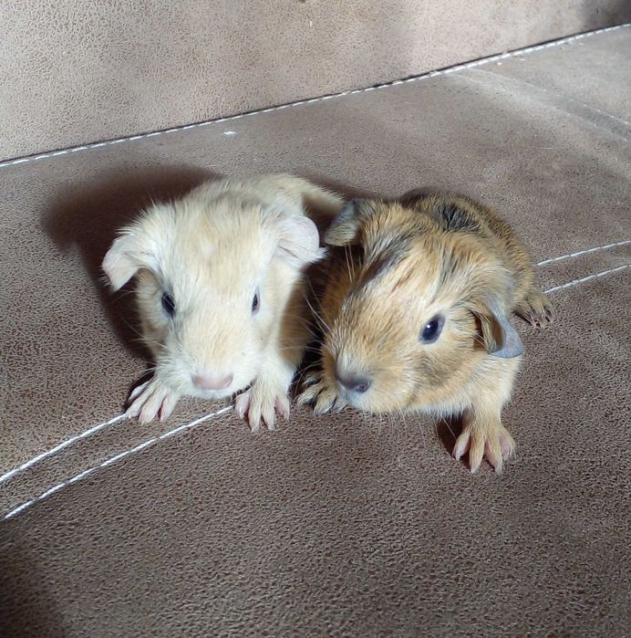 Морские свинки девочки