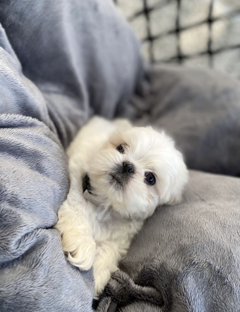 Pies Shih-Tzu z rodowodem