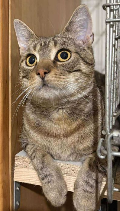 Dostojny Barry chce mieć swoje ręce do głaskania