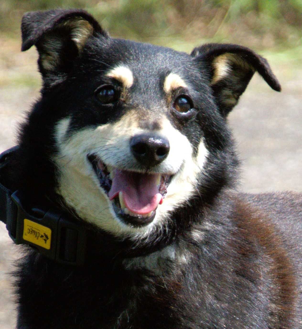Hugo - pies do adopcji!!!
