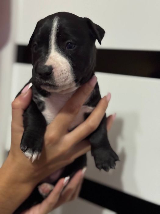 Стафордширский терьер (Амстаф) ( стафорд )