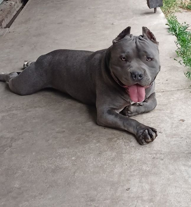 Szczeniak American Staffordshire Terrier (Amstaff).