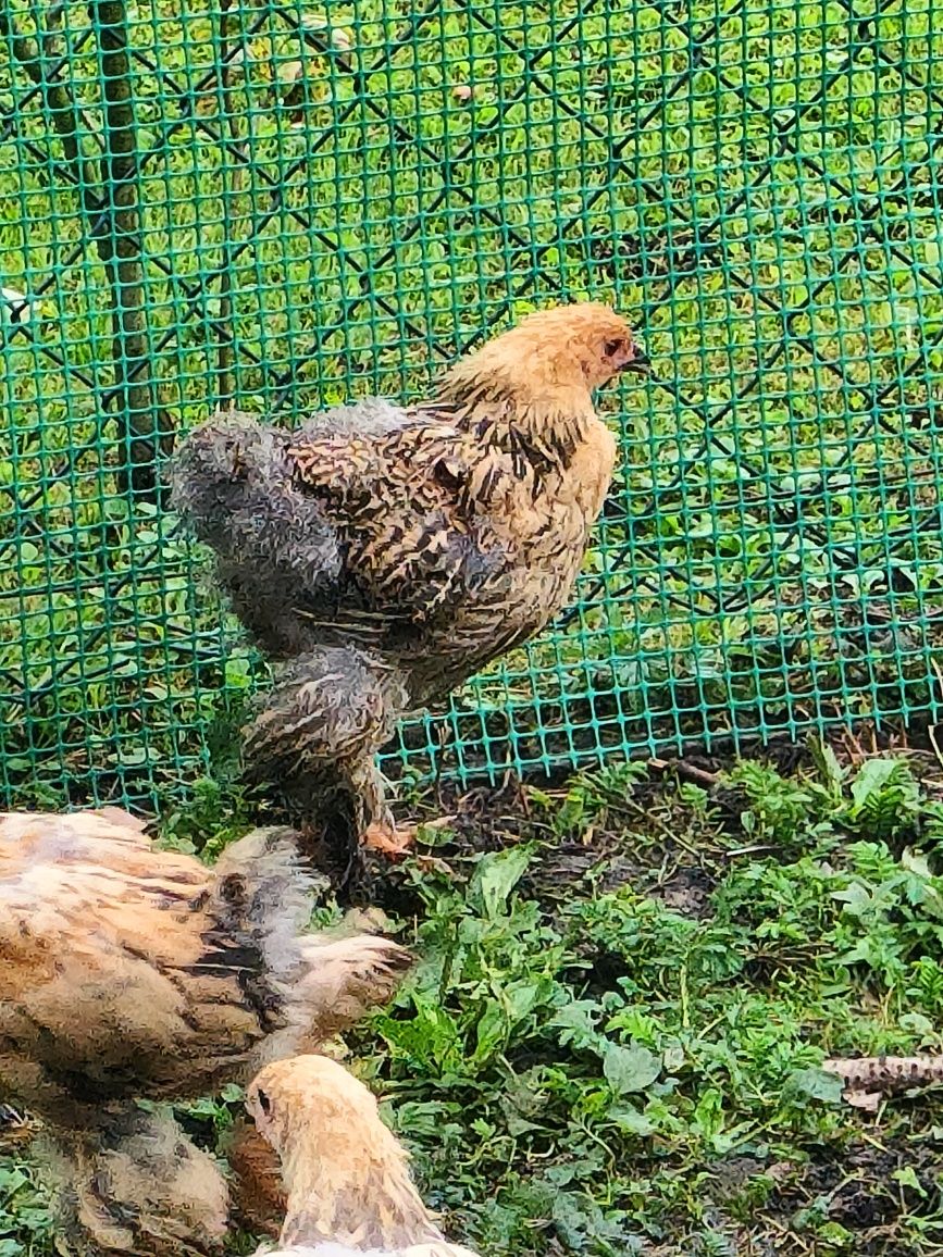 Koguciki Brahma olbrzymia