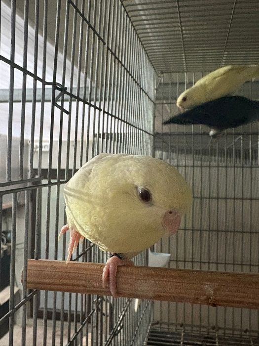 Catarina Cremina fêmea