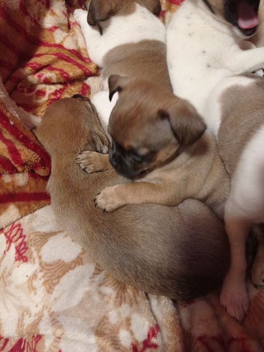 Отдам цуценят Бровары