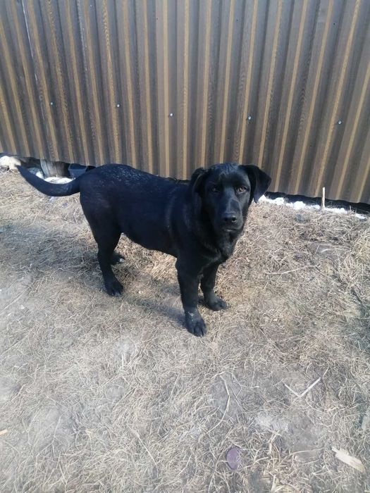 Цуценята шукають дім