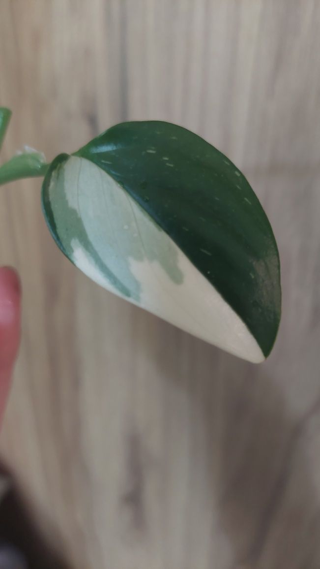 Philodendron Cobra variegata halfmoon