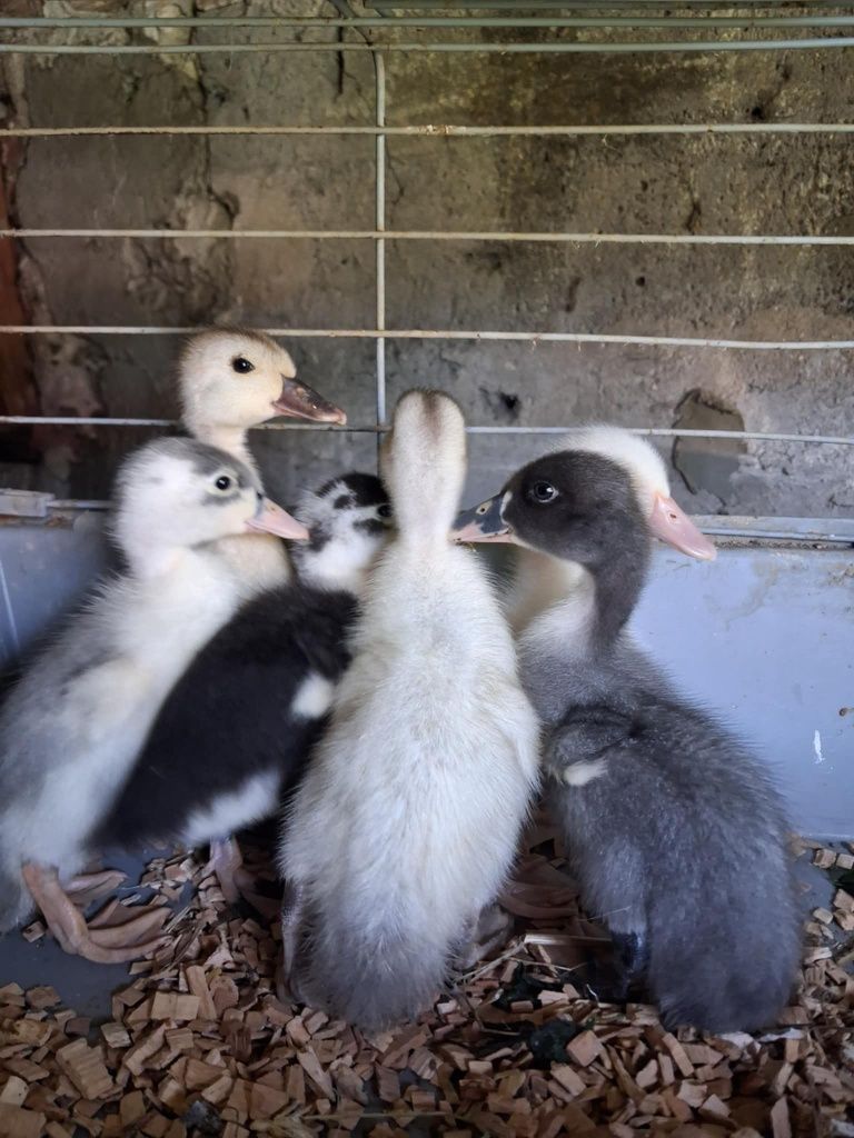 Kaczki pekin dworka staropolskie mulard śnieżne