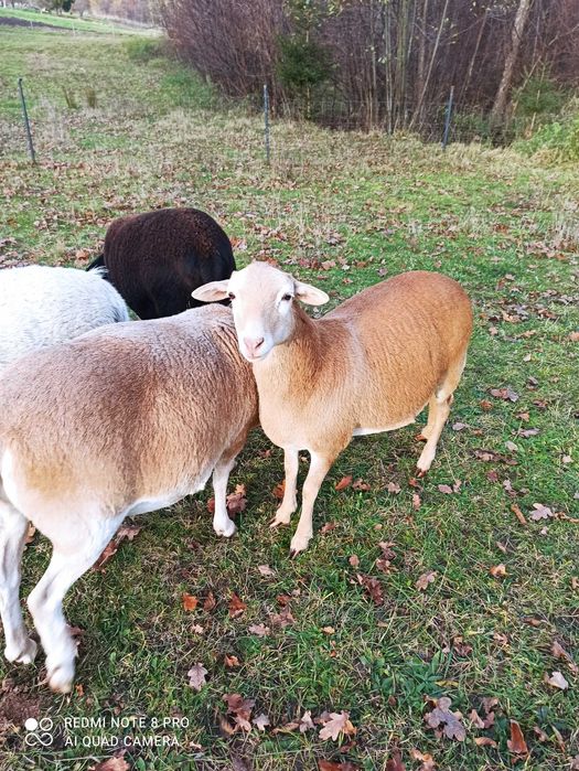 Zamienię lub sprzedam owieczkę rasy Dorper-Kamerun 50/50