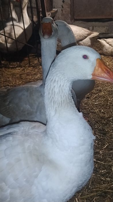 Гуси Мамути молоді і торішні