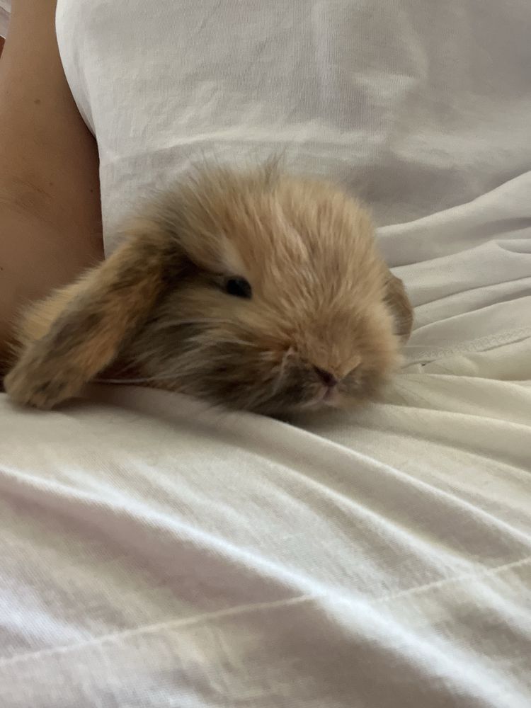 Adoráveis Coelhos Mini Lop & Angorá
