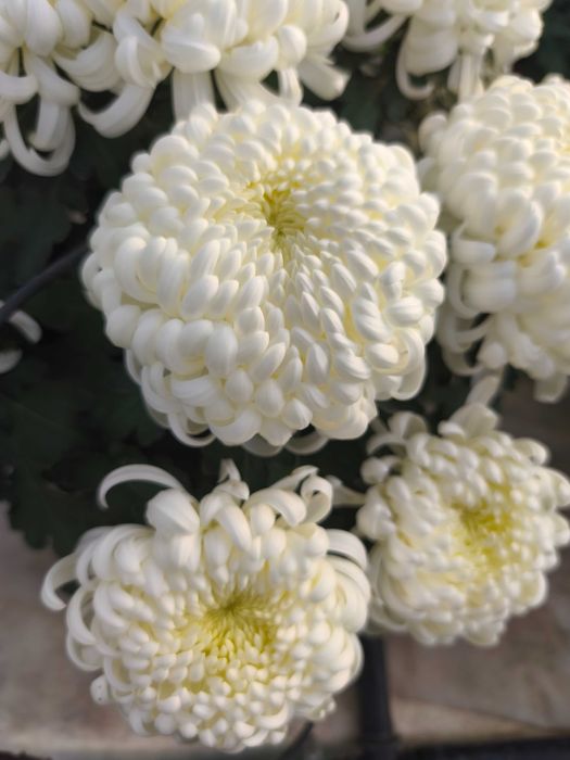 Chryzantemy wielkokwiatowe , średniokwiatowe, drobnokwiatowe