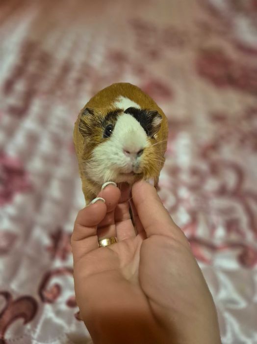 Морская свинка девочка