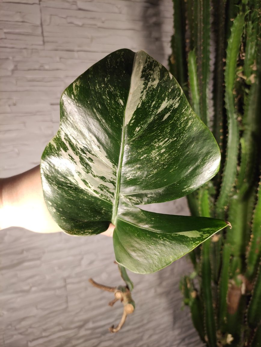 Monstera variegata 33